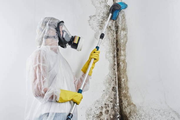 Best Mold Remediation  in Terrebonne, OR