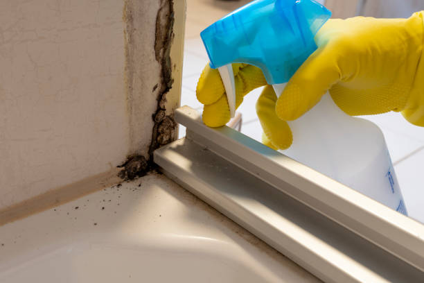 Best Mold Removal Company Near Me  in Terrebonne, OR