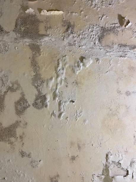 Best Attic Mold Removal  in Terrebonne, OR